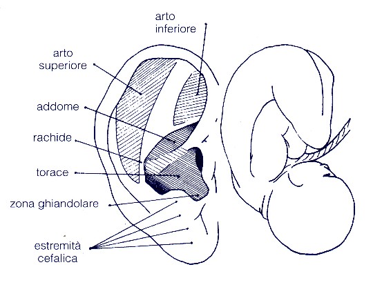 orecchio corrispondenza organi